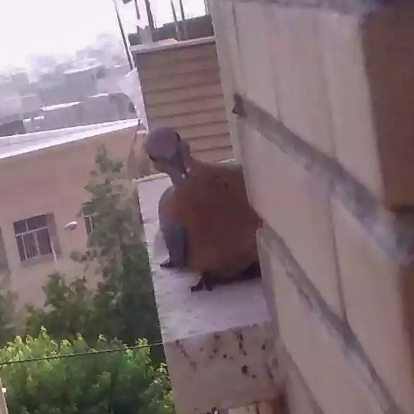 A Laughing Dove with a grain of rice in its mouth