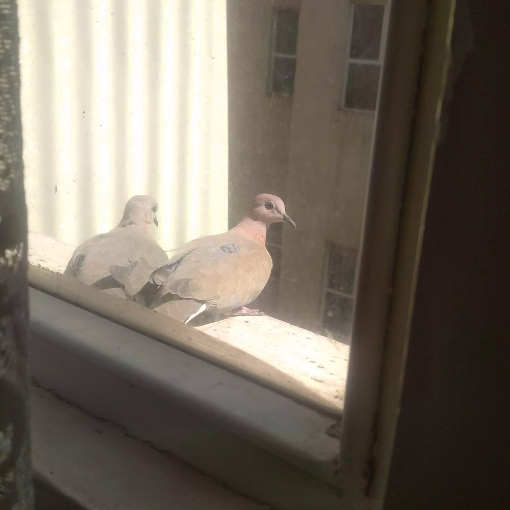 Two Laughing Doves sitting in front of a window