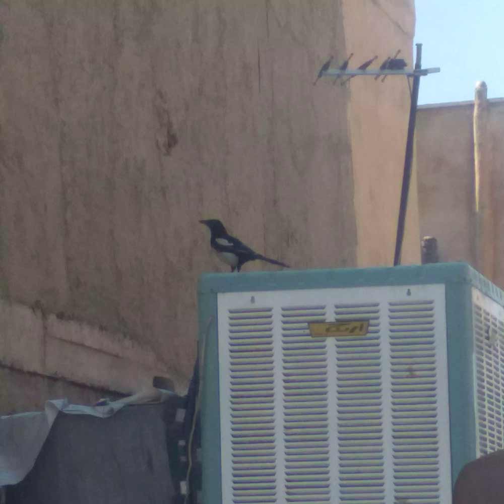 A Magpie sitting on a air conditioner