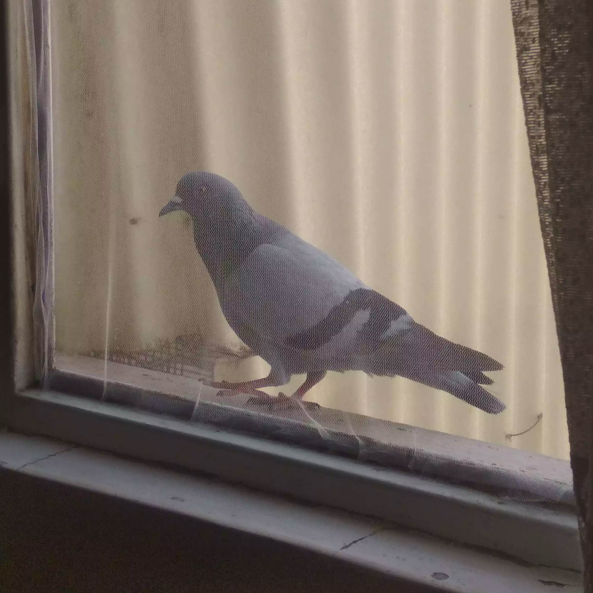 A Rock Dove sitting in front of a window