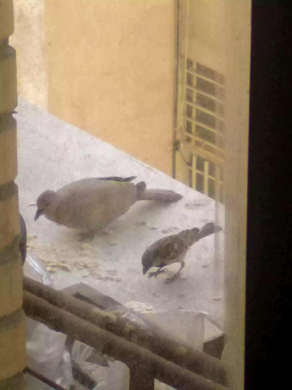 A Sparrow and a Laughing Dove sitting next to eachother eating bread crumbs