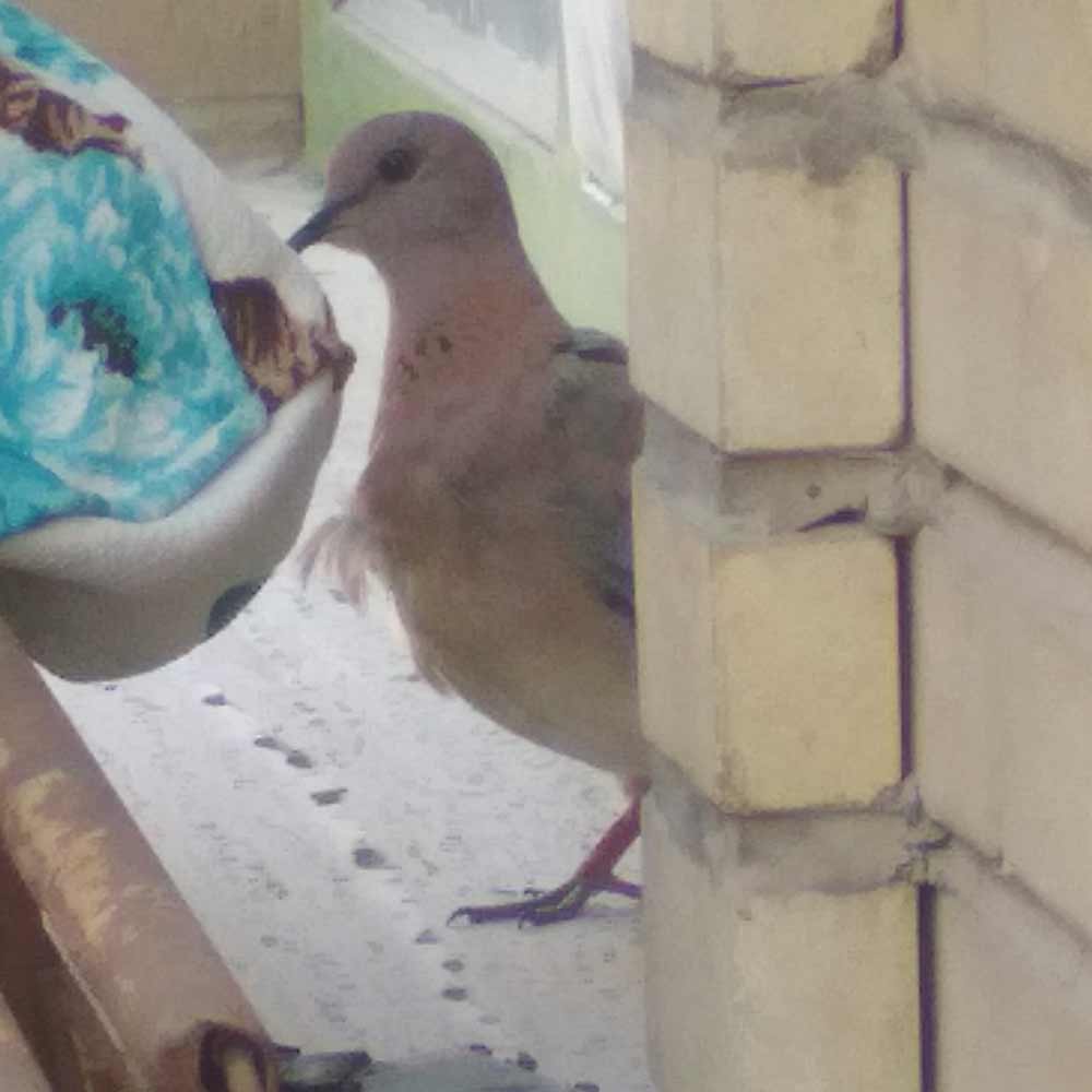 A Young Dove looking at the camera