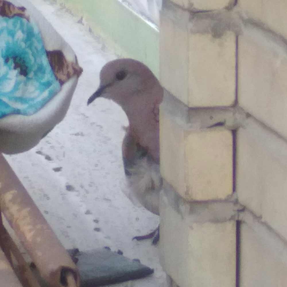 A Young Dove looking at the camera