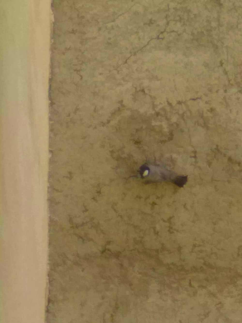 A White-Eared Bulbul sitting on a wall