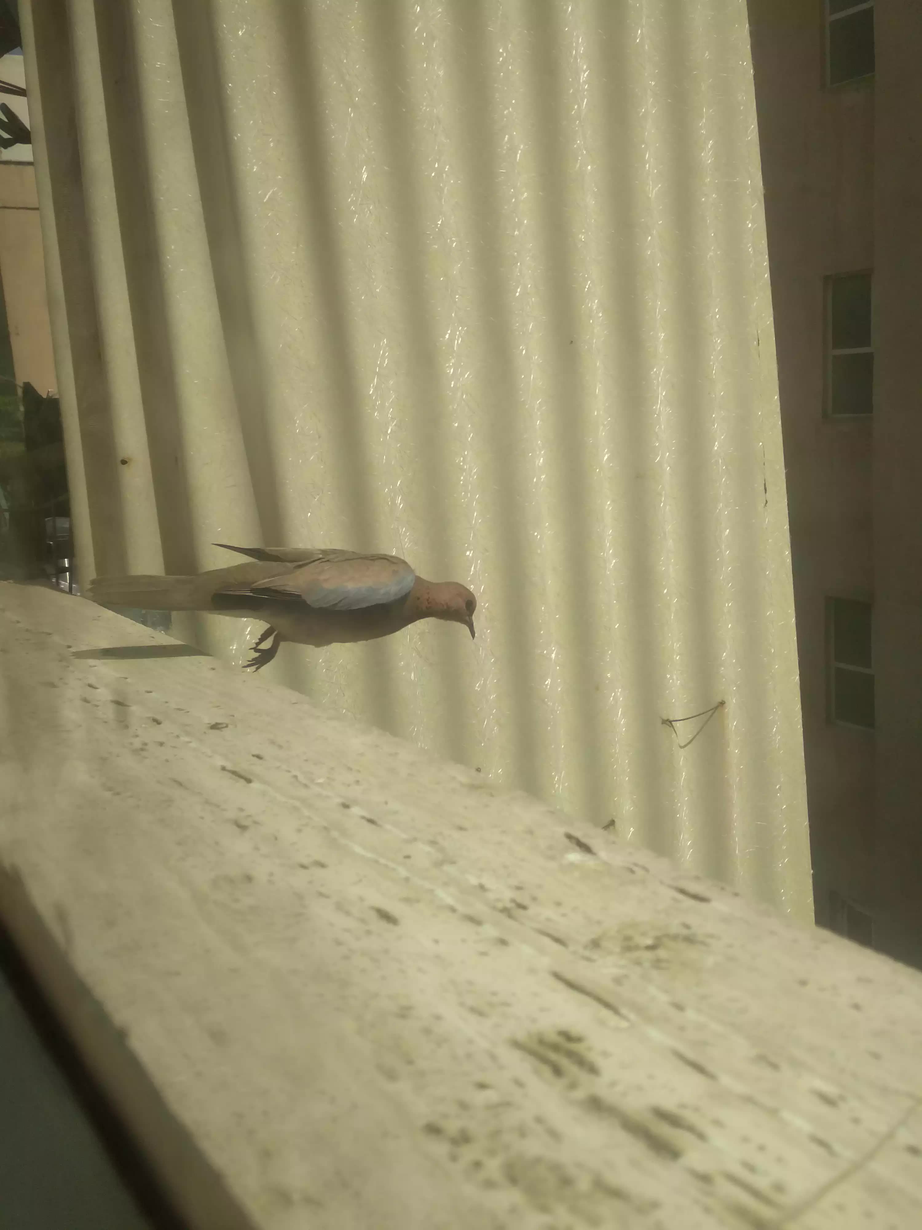 Picture of a Laughing Dove moments after it jumped off a ledge, with wings barely open