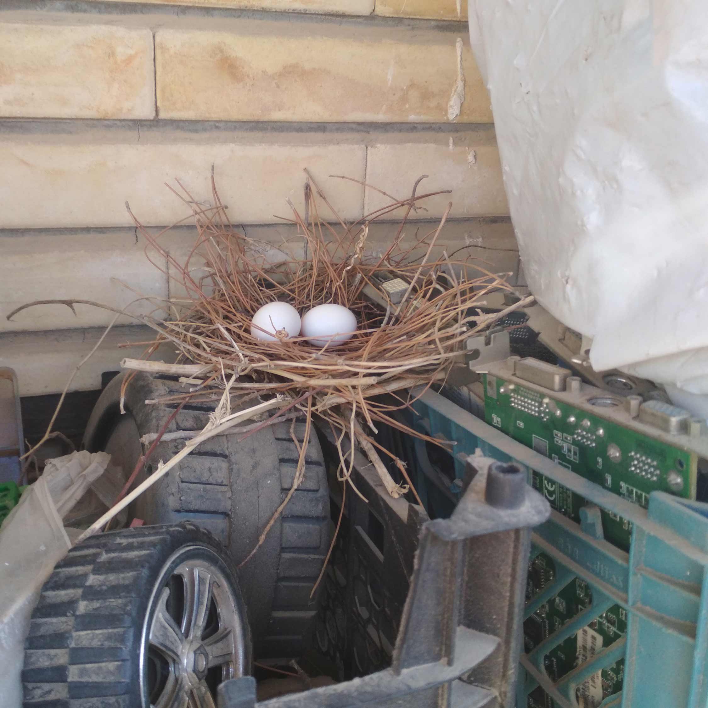A pair of Laughing Dove eggs inside a well made nest on top of toy car tires