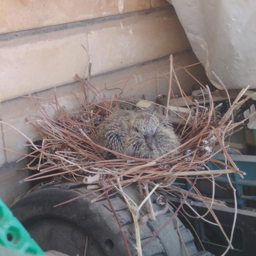 A picture of a baby laughing dove sitting in the nest